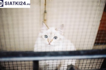 Siatki Zakopane - Zabezpieczenie balkonu siatką - Kocia siatka - bezpieczny kot dla terenów Zakopanego